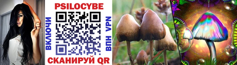 кракен рабочий сайт Волхов Галлюциногенные грибы Psilocybe купить наркоту