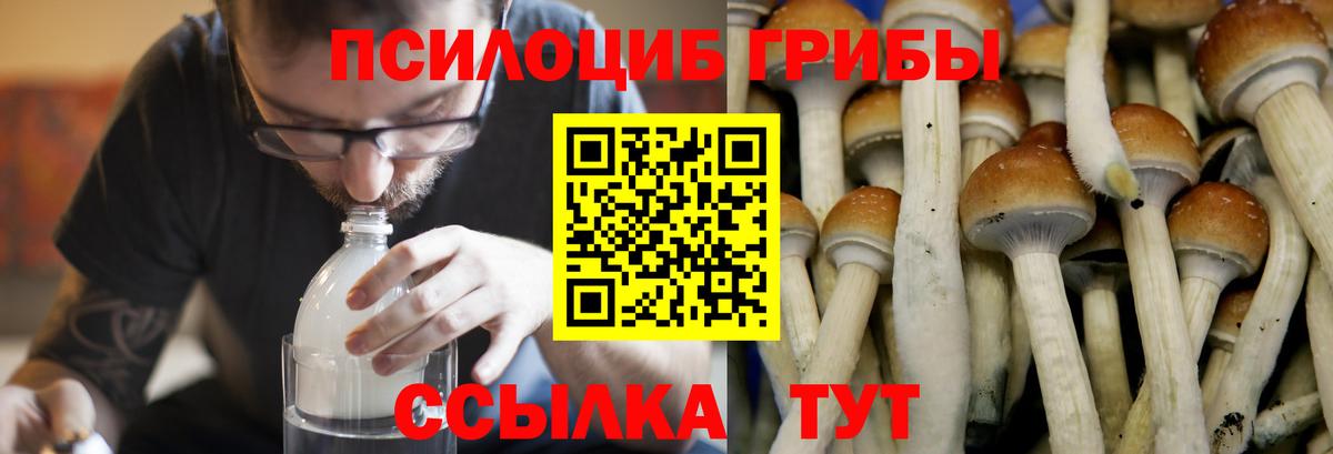 как найти   Галлюциногенные грибы GOLDEN TEACHER  Волхов  Вход с VPN  Галлюциногенные грибы Cubensis 